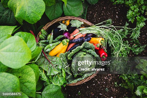 Fresh farm harvested vegetables in wicker basket Fresh farm harvested vegetables in wicker basket