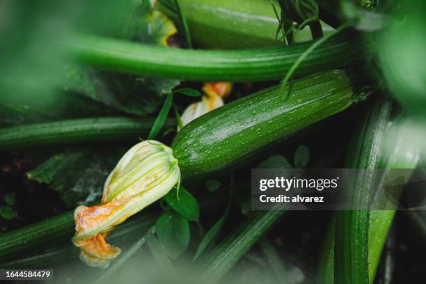 growing zucchini in the backyard garden - courgette stock pictures, royalty-free photos & images