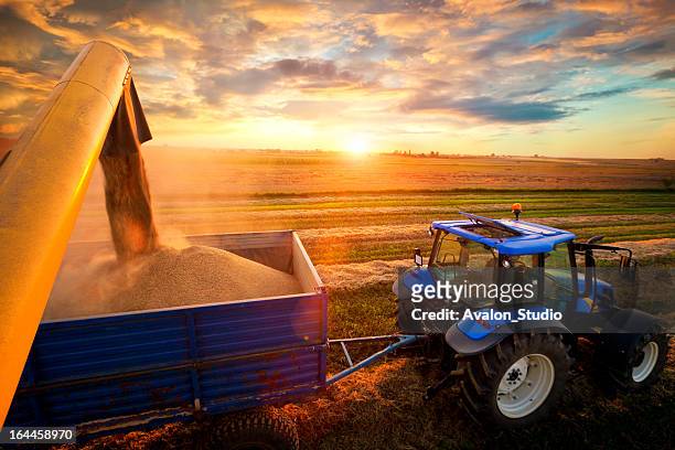 harvest - agricoltura foto e immagini stock
