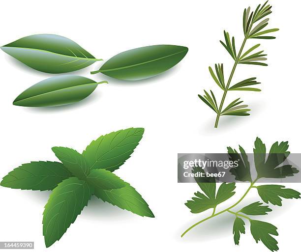 herbs ( laurel , rosemary,mint, parsley ) - bay leaf white background stock illustrations
