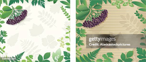 naturebackground with elderberries. - natural cold remedy stock illustrations