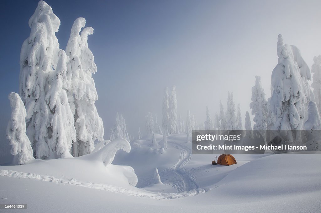 A bright orange tent among snow covered trees, on a snowy ridge overlooking a mountain in the distance.