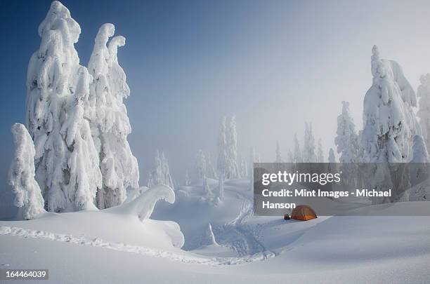 a bright orange tent among snow covered trees, on a snowy ridge overlooking a mountain in the distance. - drift stock pictures, royalty-free photos & images