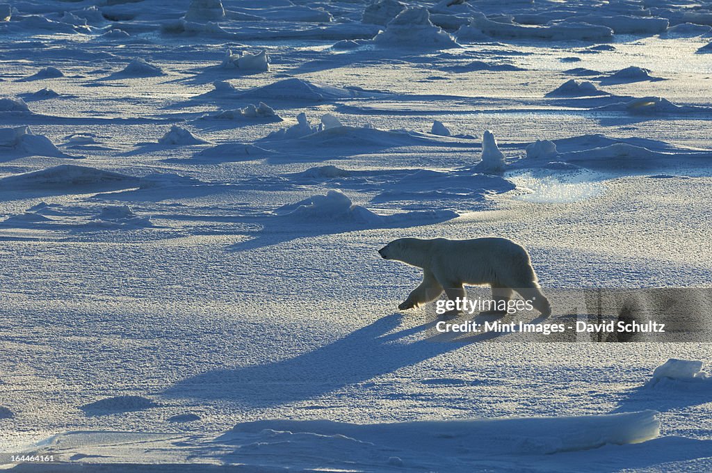 Polar bears in the wild. A powerful predator and a vulnerable  or potentially endangered species.