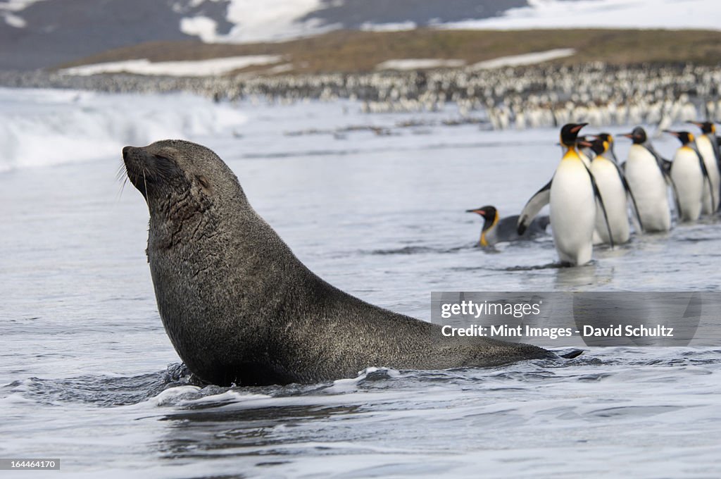 An Antarctic fur seal, Arctocephalus gazella, on the seashore, and a group of King penguins, Aptenodytes patagonicus walking in single file. 