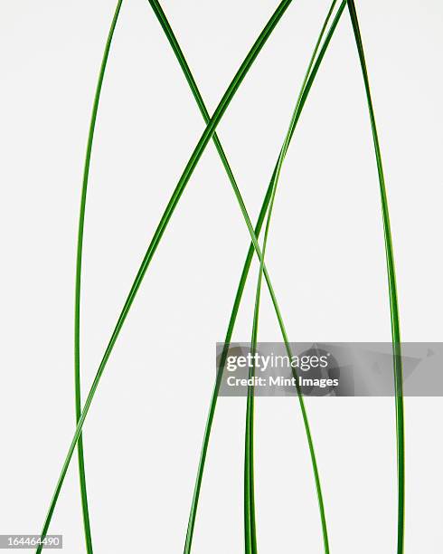 close up of ornamental grass clippings on white background - grass clippings stock pictures, royalty-free photos & images