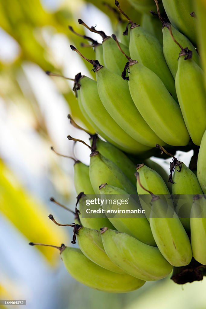 Bananenstaude.