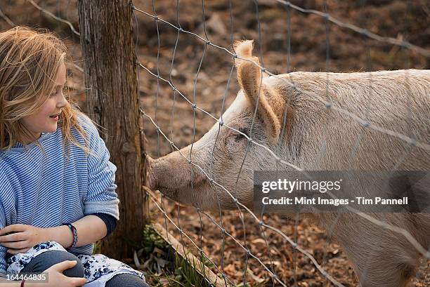 ein schwein in den fahrerlagern auszeichnen. sich beschnuppern gegen den zaun für die liebe - pig snout stock-fotos und bilder