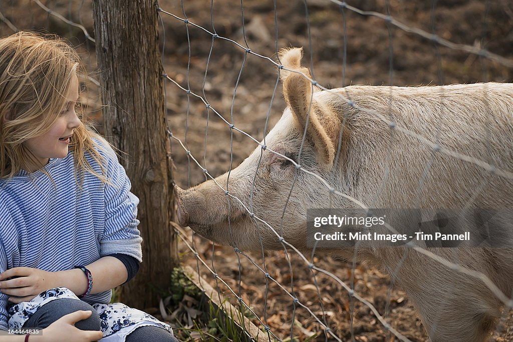 A pig in a paddock. Nuzzling against the fence for the attention of a young girl.