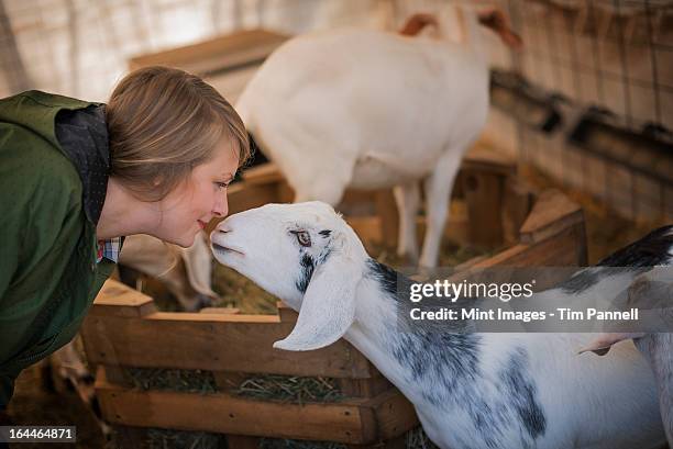 a woman in a stable on an organic farm.  white and black goats. - black goat stock pictures, royalty-free photos & images