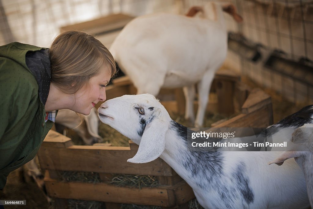 A woman in a stable on an organic farm.  White and black goats.