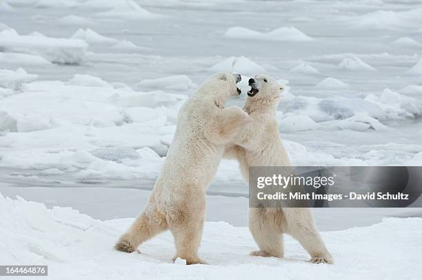 polar bears in the wild. a powerful predator and a vulnerable  or potentially endangered species. - animals fighting stock pictures, royalty-free photos & images