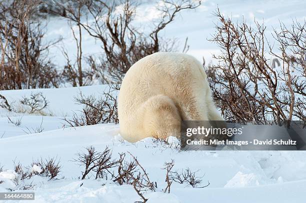 polar bears in the wild. a powerful predator and a vulnerable or potentially endangered species. - digging stock pictures, royalty-free photos & images