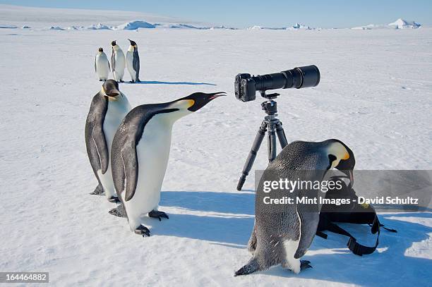 a small group of curious emperor penguins looking at camera and tripod on the ice on snow hill island. a bird peering through the view finder. - snow hill island stock pictures, royalty-free photos & images