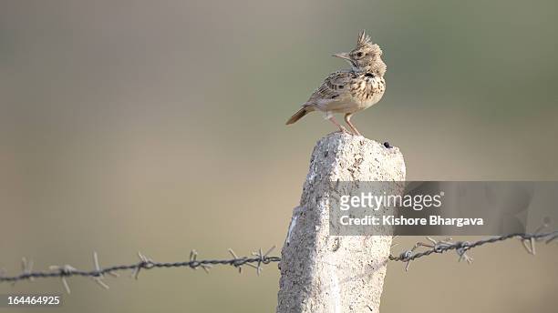 crested lark - galerida cristata stock pictures, royalty-free photos & images