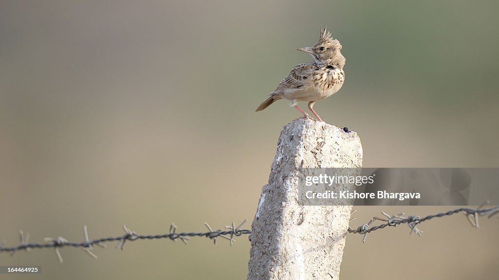 Crested Lark