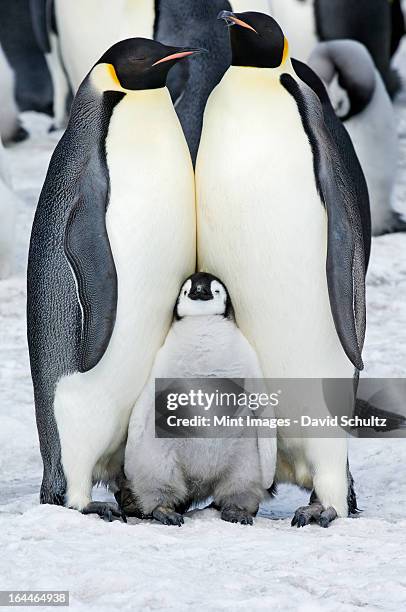 rei pinguins dois adultos e um bebê chick aninhada - baby penguin - fotografias e filmes do acervo