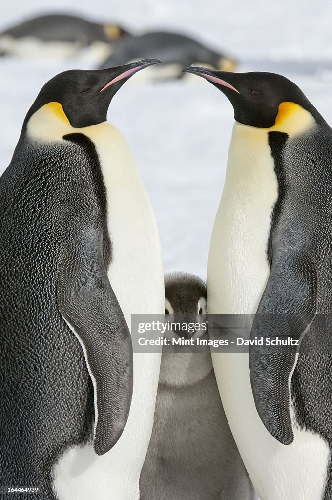 Pingüinos emperados dos adultos y un niño de chick nestling