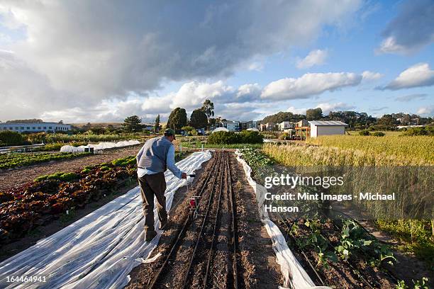 a man working in the fields at the social care and work project, the homeless garden project in santa cruz. sowing seed in the ploughed furrows. - project heal stockfoto's en -beelden