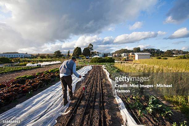 a man working in the fields at the social care and work project, the homeless garden project in santa cruz. sowing seed in the ploughed furrows. - social rehabilitation centre stock pictures, royalty-free photos & images