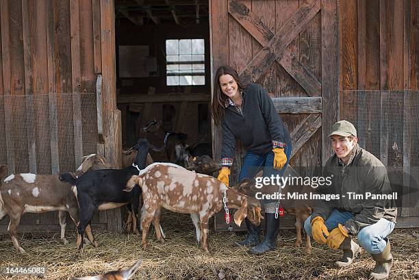 Smallholding Smallholding Animals Photos and Premium High Res Pictures - Getty Images