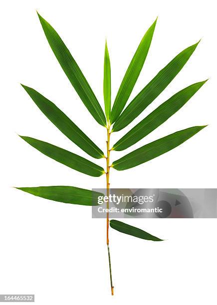 feuilles de bambou isolé sur blanc avec un tracé de détourage. - plante tropicale photos et images de collection