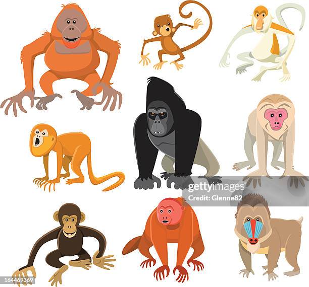 illustrazioni stock, clip art, cartoni animati e icone di tendenza di scimmie o primate collezione - scimmia