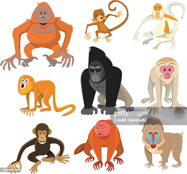 bildbanksillustrationer, clip art samt tecknat material och ikoner med monkey or primate collection - chimpanzee