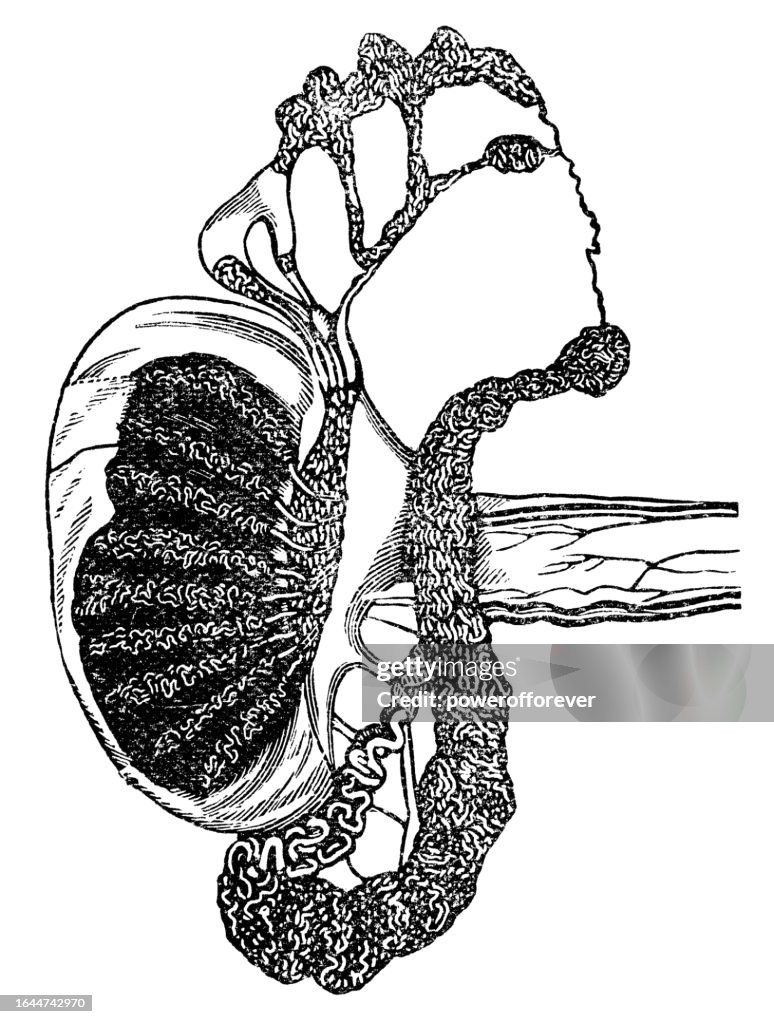Medical Illustration of a Human Testicle, Partiatlly Unraveled - 19th Century