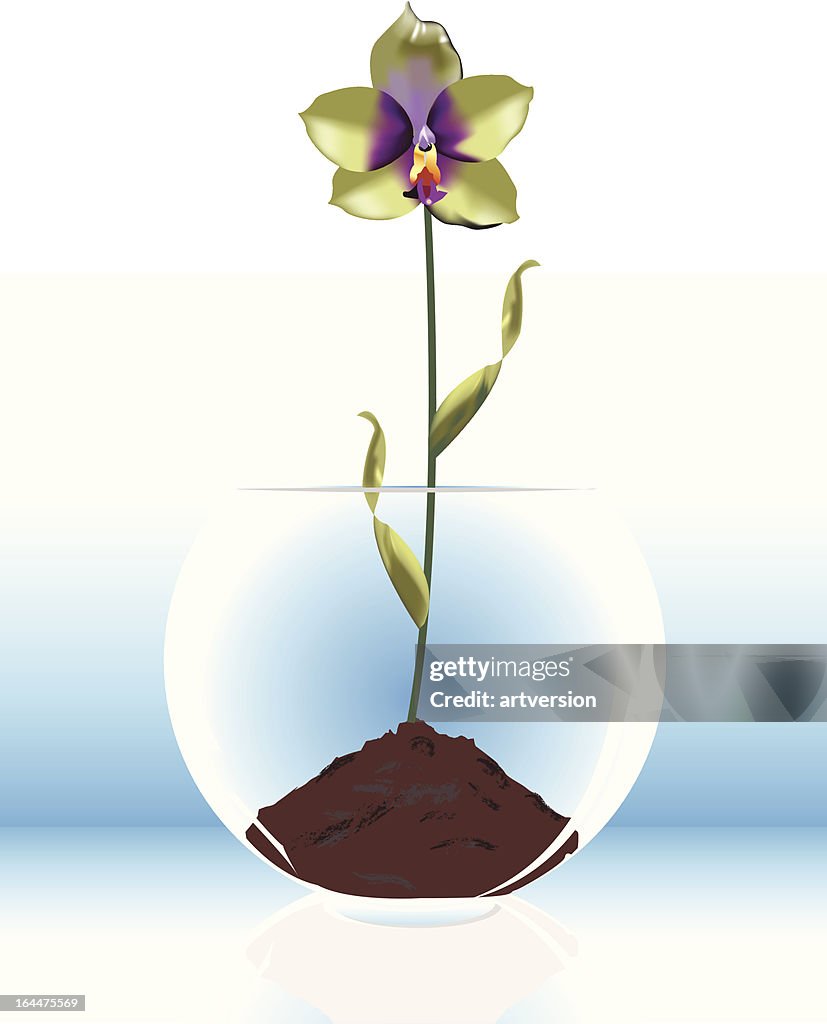 Orchid Bowl