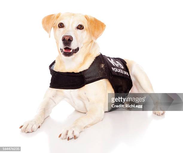 happy hund - police dog stock-fotos und bilder