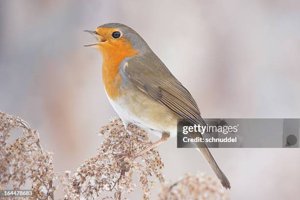 Robin Calling Robin Song Photos and Premium High Res Pictures - Getty Images