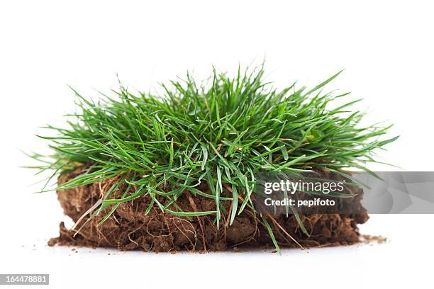 green grass - wheatgrass stock pictures, royalty-free photos & images