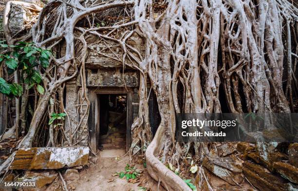 ancient ruins, angkor wat in siem reap, cambodia - khmer stock pictures, royalty-free photos & images