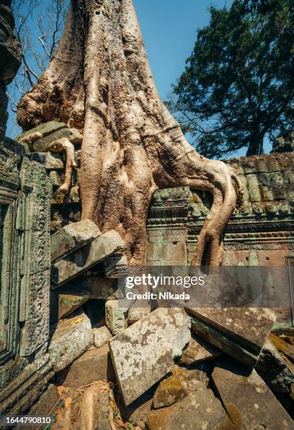 230 Tree Root Rot Stock Photos, High-Res Pictures, and Images - Getty ...