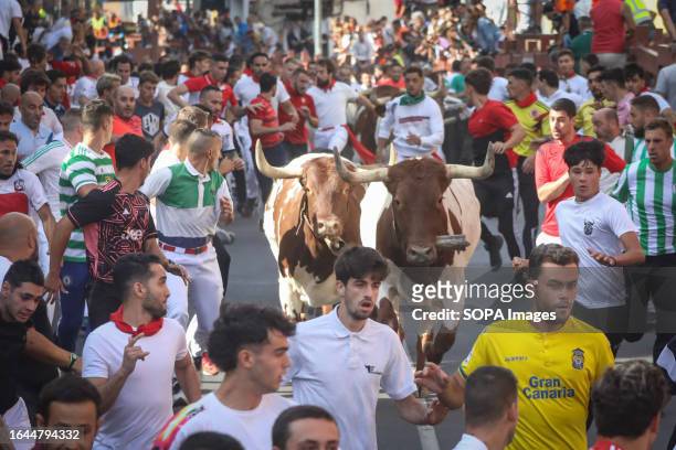 Group of runners surrounds a pair of bulls during the Bull Run. The fifth day of this year's Bull Run of San Sebastián de los Reyes took place in...