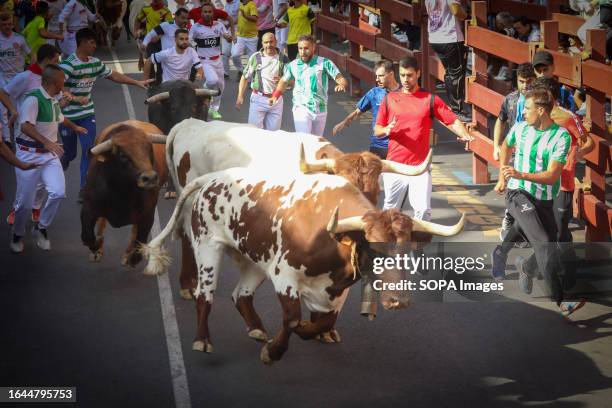 Group of bulls runs through one of the streets of the Madrid town of San Sebastian de los Reyes during the Bull Run in Madrid. The fifth day of this...