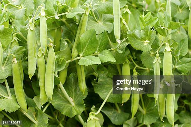 グリーンエンドウ豆 - エンドウマメの鞘 ストックフォトと画像