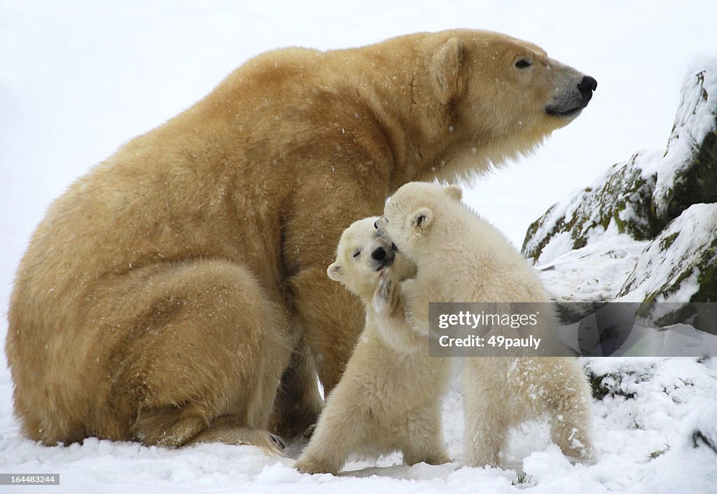 Wrestling of two polar bear cubs