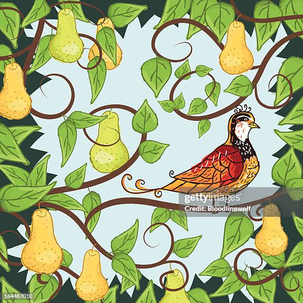 stockillustraties, clipart, cartoons en iconen met partridge in a pear tree - sinterklaasliedje