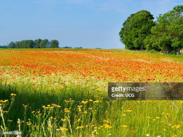 Vivid field of poppies and wild flowers in Radley Village.