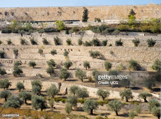 Ancient Olive tree grove by the Mount of Olives in Jerusalem, Israel.