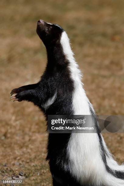 striped skunk - cute skunk stock pictures, royalty-free photos & images