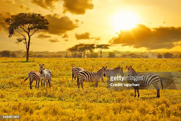 zebra - zebra herd stock pictures, royalty-free photos & images