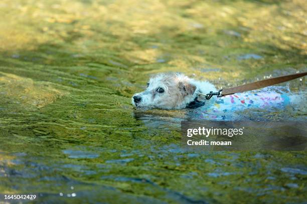 a dog playing at the river - prefettura di hyogo foto e immagini stock