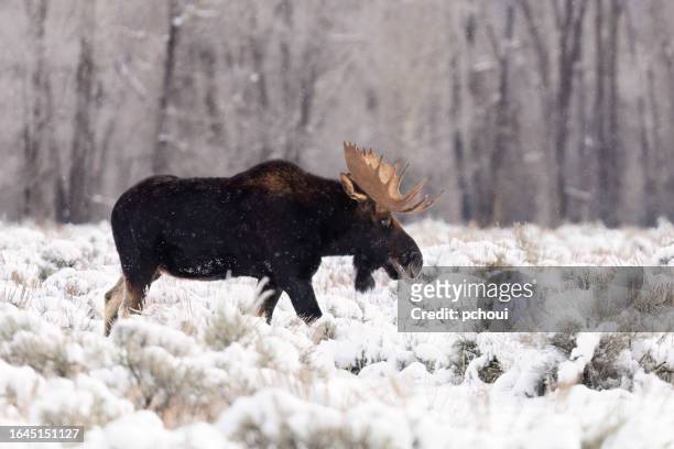 bull moose, alces alces, buck, male animal - bull moose jackson stock pictures, royalty-free photos & images