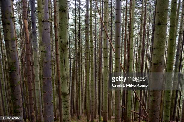 Tree trunks landscape of conifer or pine trees in a forested area on 1st September 2023 in Pontarfynach near Aberystwyth, United Kingdom. Light...