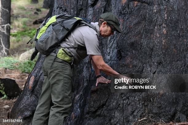 Doctor Christy Brigham, Chief of Resources Management and Science for Sequoia & Kings Canyon National Parks, examines the superficial burns on the...