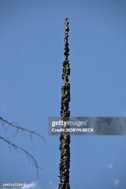 The blackened, toothpick-like remains of a totally burnt Giant Sequoia tree is seen in the Redwood Mountain Grove in Kings Canyon National Park on...