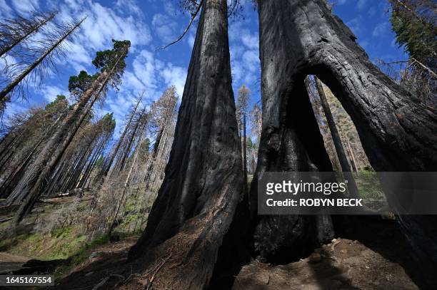 Still living Giant Sequoia trees with basal burns from wildfires are seen in the Giant Sequoia tree and mixed conifer forest of the Redwood Mountain...